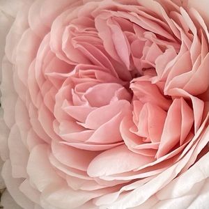 Meet your Posher, Mary elizabeth